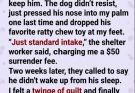 I thought I was just surrendering my brother’s old dog because of apartment rules. I had no idea I was handing over his only protection… and stepping right into the crosshairs.